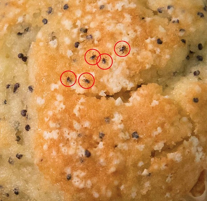Muffin med fästingar Muffin med fästingar